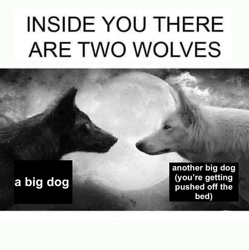INSIDE YOU THERE ARE TWO WOLVES a big dog another big dog (you're getting pushed off the bed)