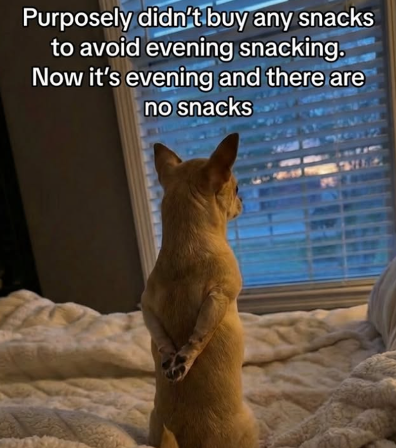 Purposely didn't buy any snacks to avoid evening snacking. Now it's evening and there are no snacks P