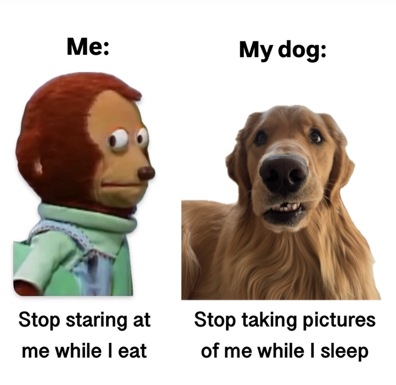Me: My dog: Stop staring at me while I eat Stop taking pictures of me while I sleep