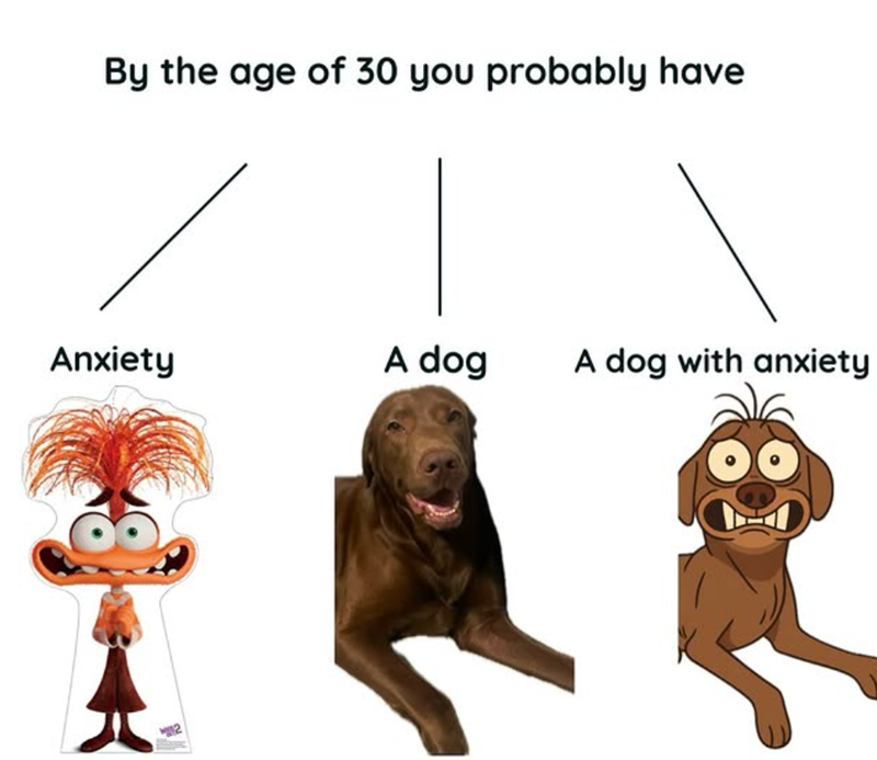 By the age of 30 you probably have Anxiety A dog A dog with anxiety 2