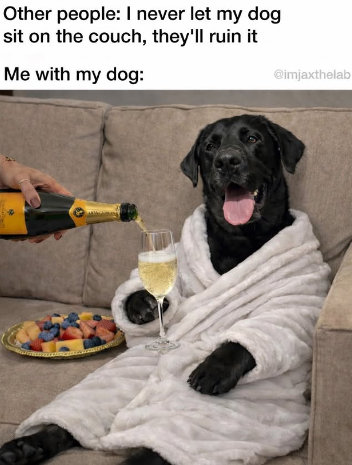 Other people: I never let my dog sit on the couch, they'll ruin it Me with my dog: NIGERIA @imjaxthelab