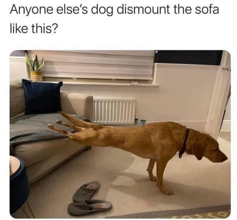 Anyone else's dog dismount the sofa like this?