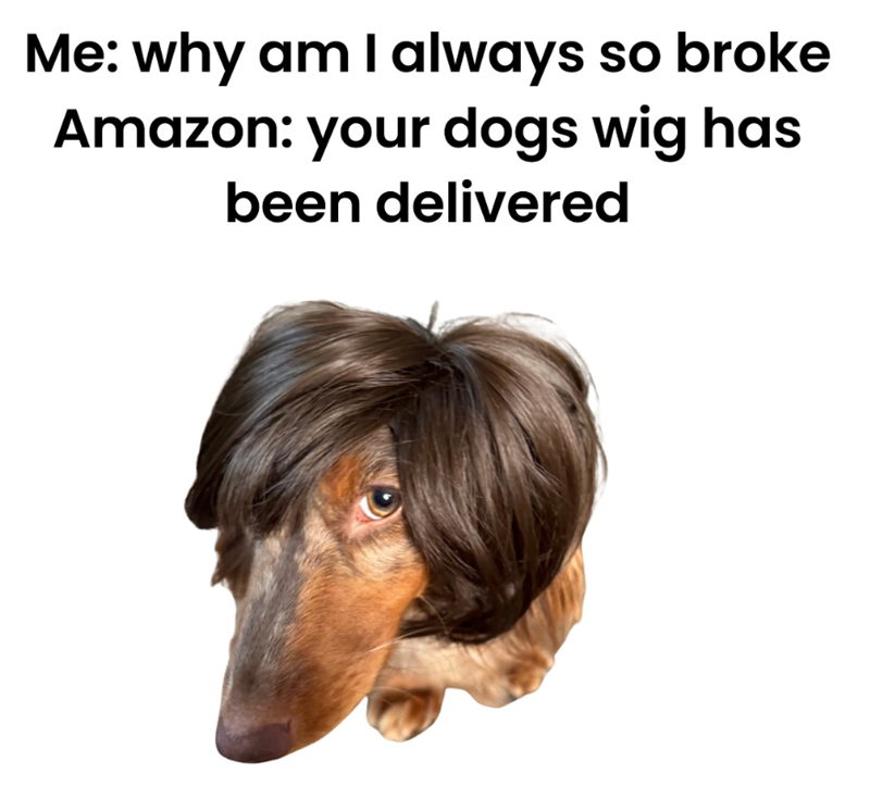 Me: why am I always so broke Amazon: your dogs wig has been delivered