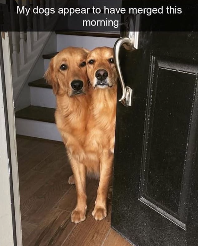 My dogs appear to have merged this morning