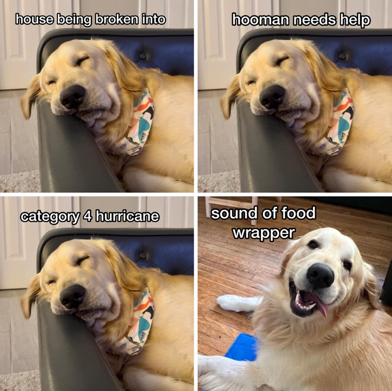 house being broken into hooman needs help category 4 hurricane sound of food wrapper