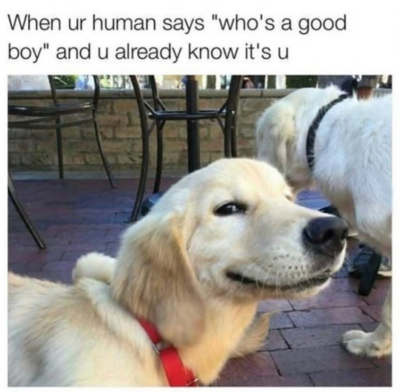 When ur human says "who's a good boy" and u already know it's u