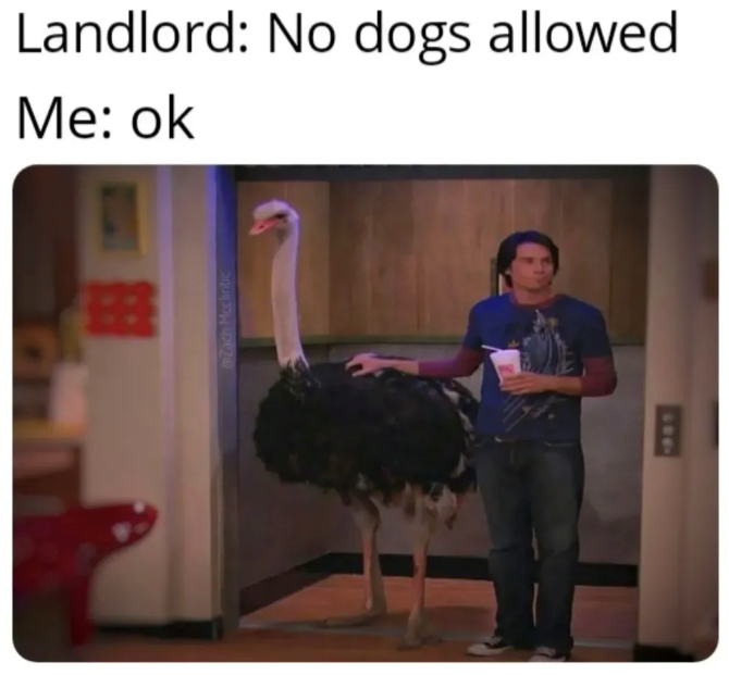 Landlord: No dogs allowed Me: ok Zach Mcclintic