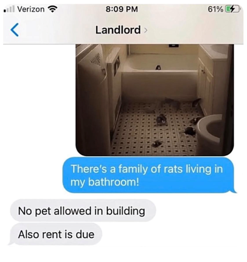 < Verizon 8:09 PM 61% Landlord > There's a family of rats living in my bathroom! No pet allowed in building Also rent is due