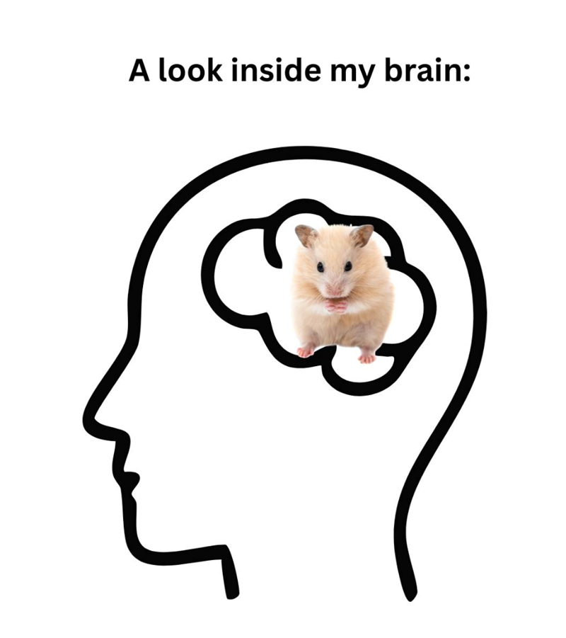 A look inside my brain: