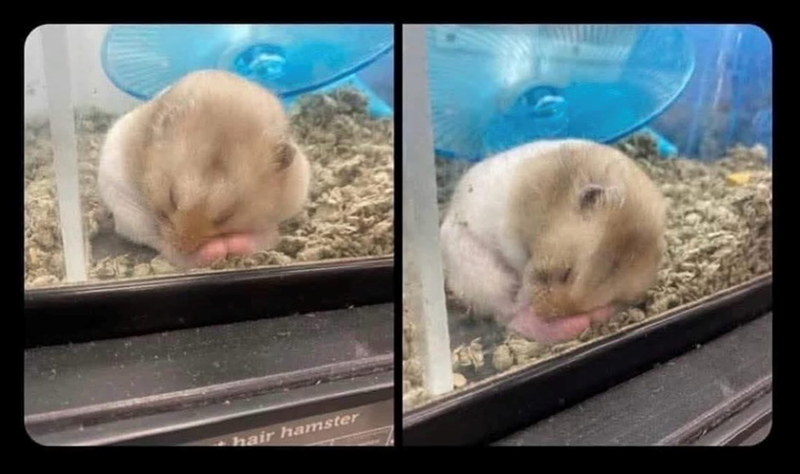 hair hamster