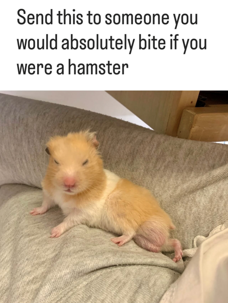 Send this to someone you would absolutely bite if you were a hamster
