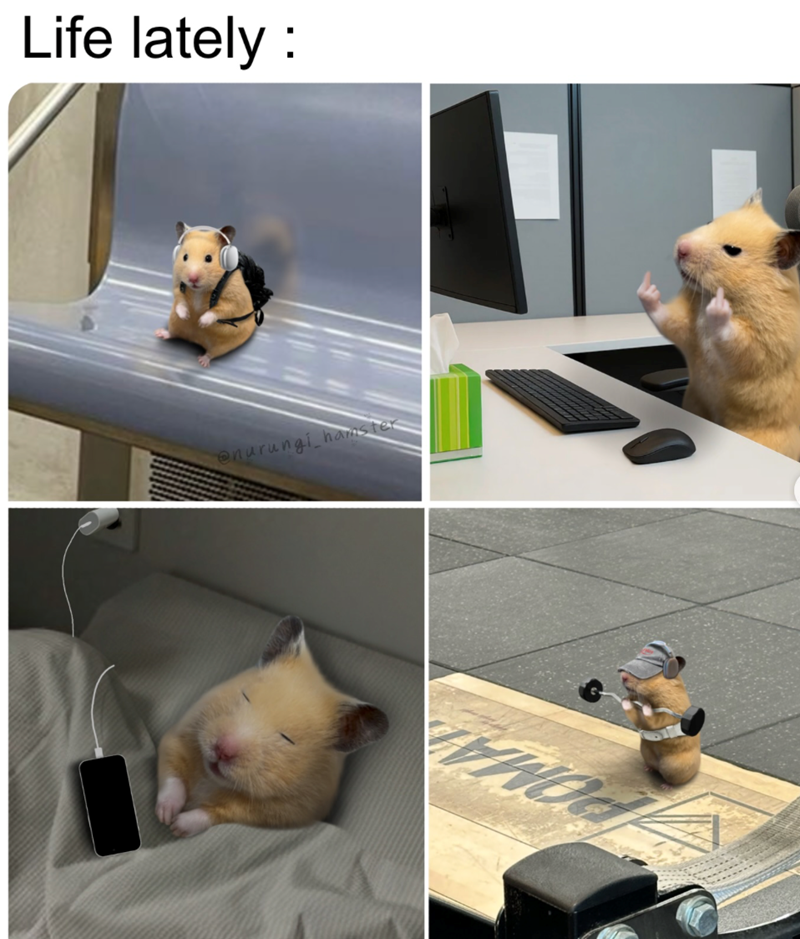 Life lately: @nurungi hamster