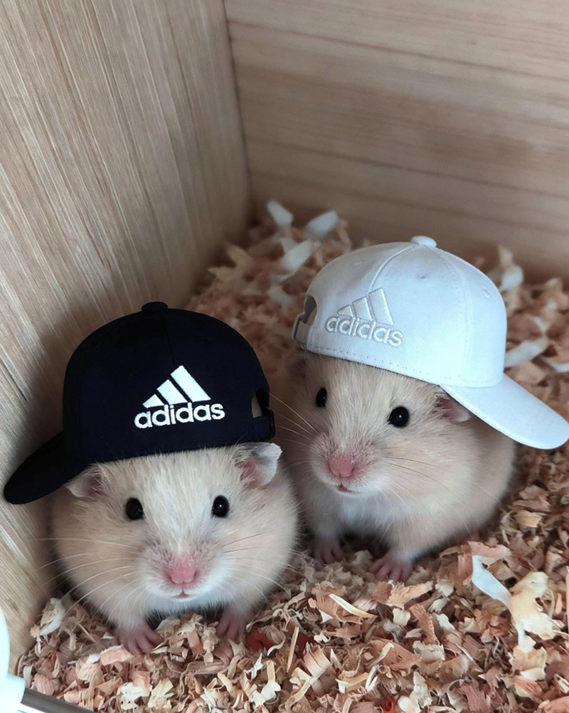 adidas adidas