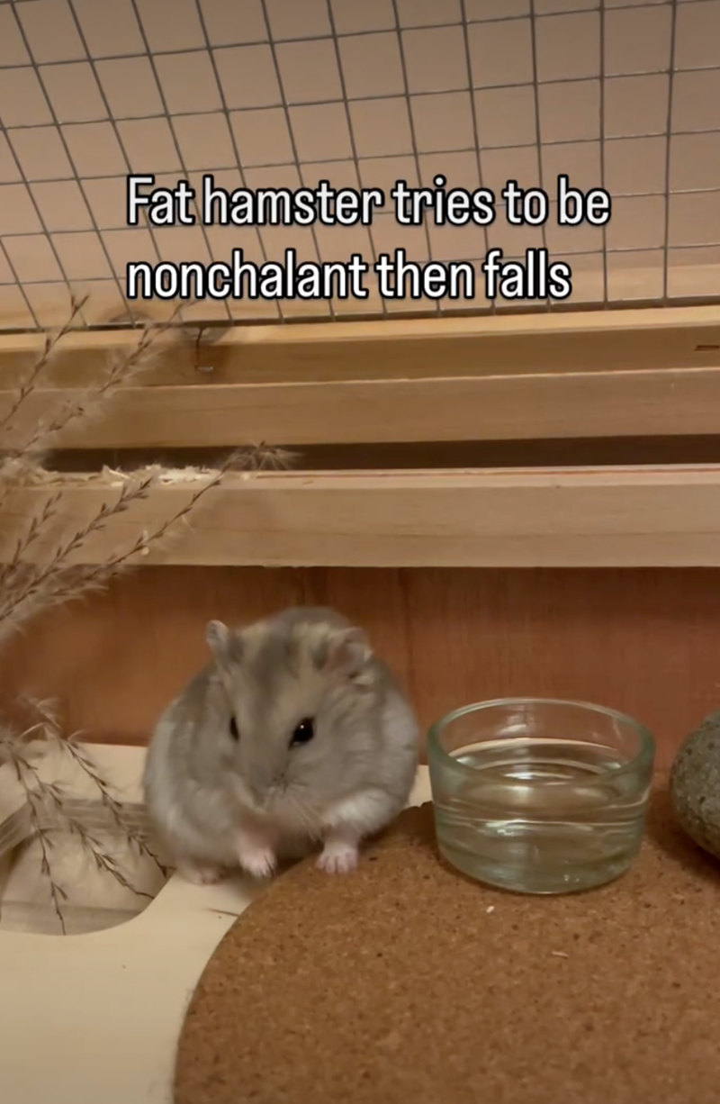 Fat hamster tries to be nonchalant then falls