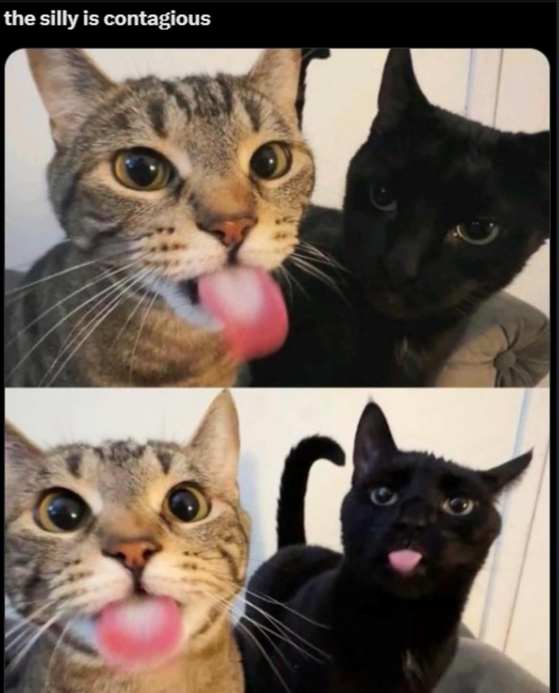 the silly is contagious