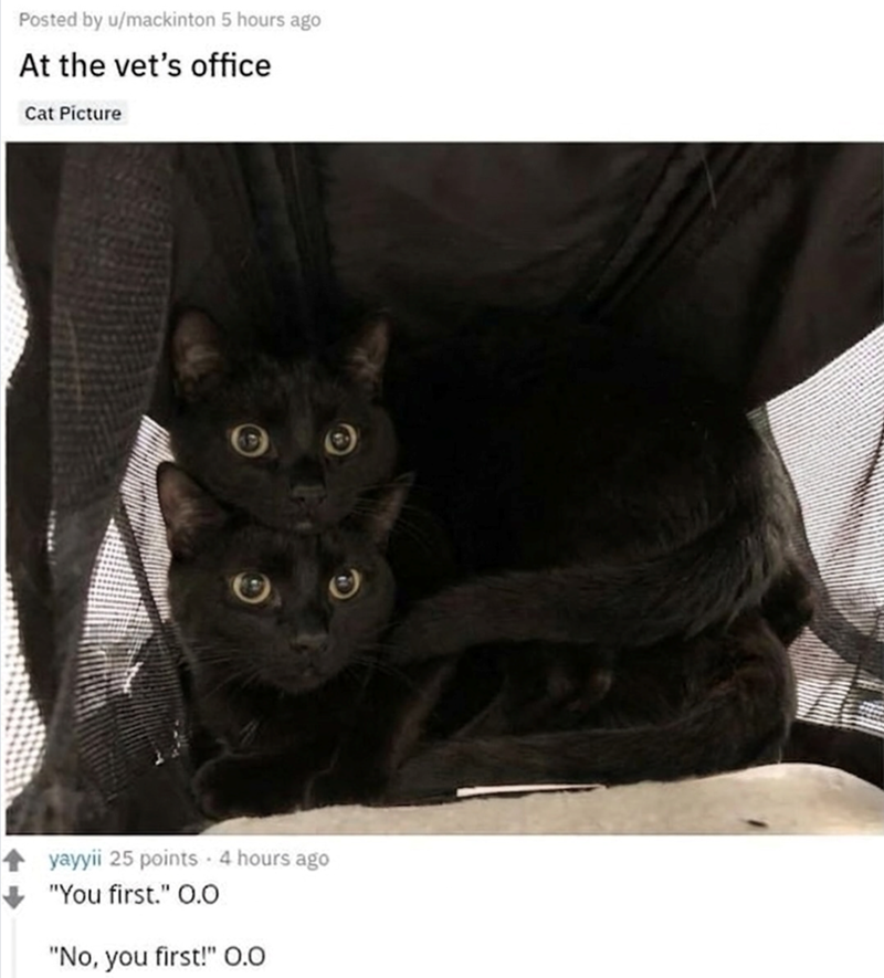Posted by u/mackinton 5 hours ago At the vet's office Cat Picture yayyii 25 points - 4 hours ago "You first." O.O "No, you first!" 0.0