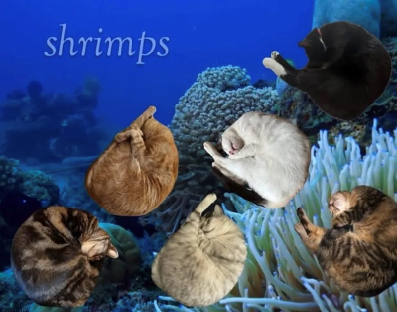 shrimps