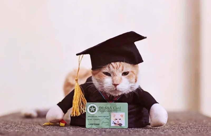 DLSAA Card ANDER THE LABALLIAN CAT O NO 113 LIFETIME