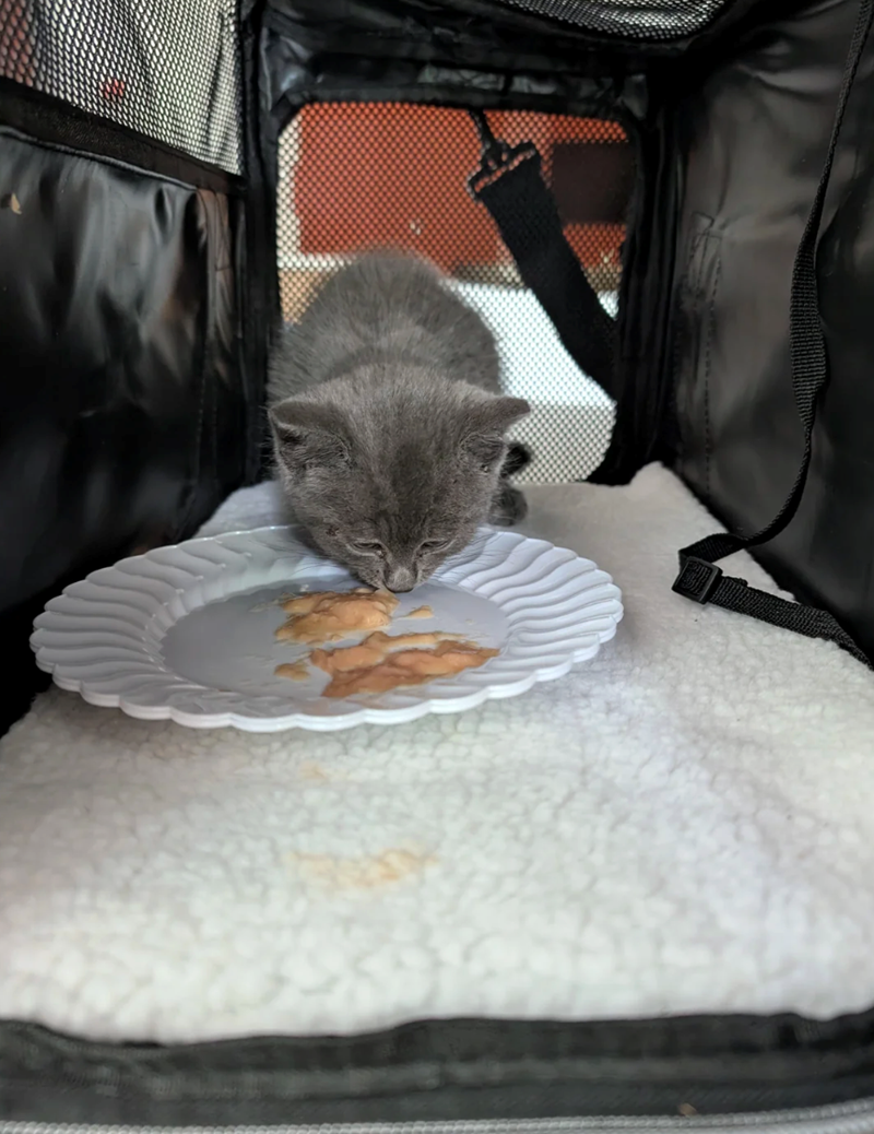 Cheezburger Image 10632114432