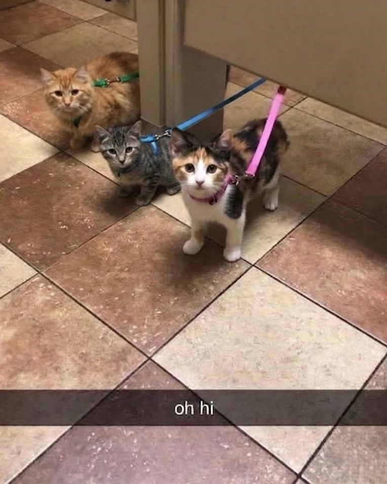 oh hi