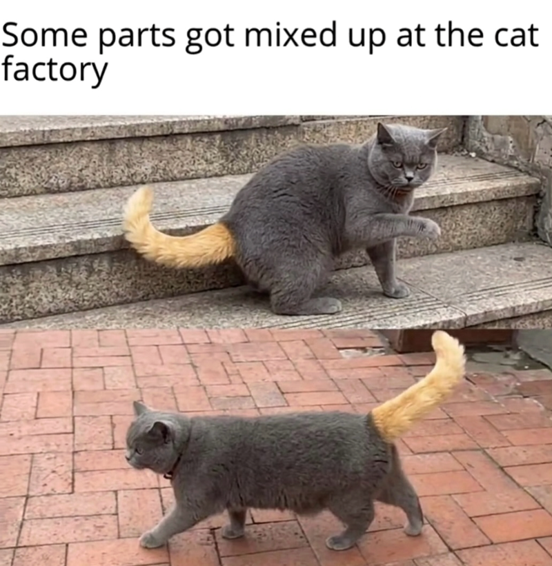 Some parts got mixed up at the cat factory