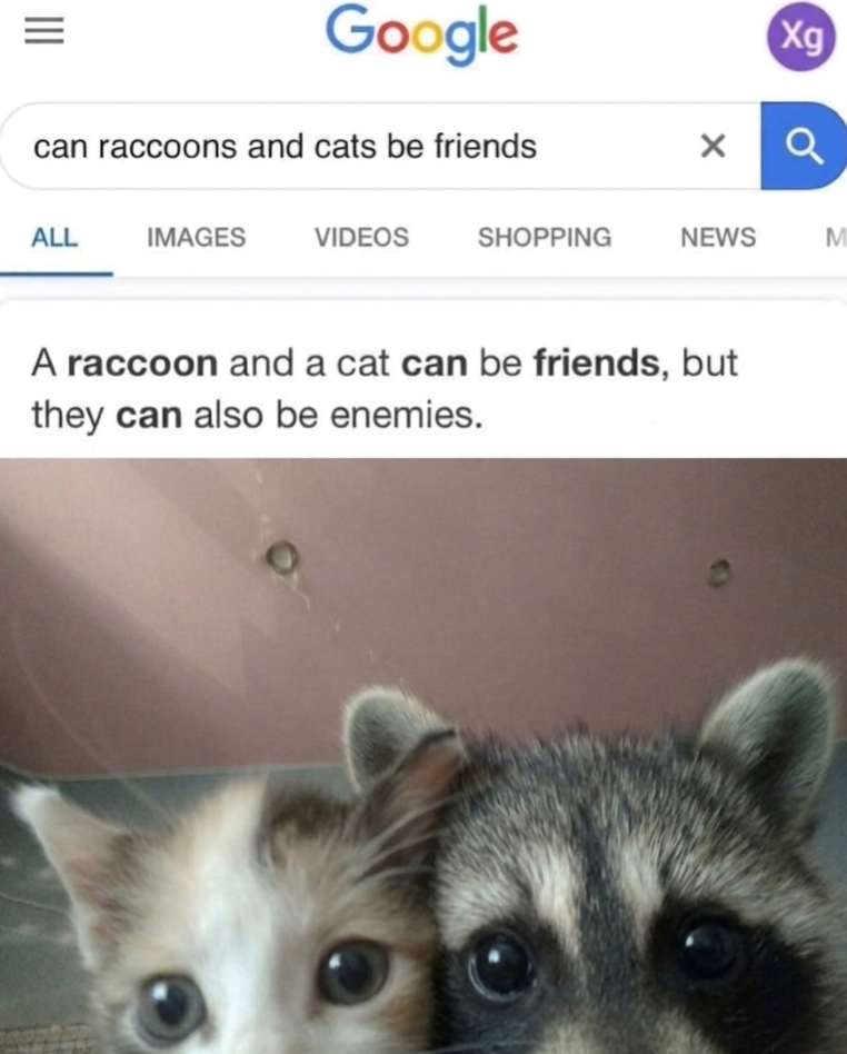 ။။ = Google can raccoons and cats be friends Xg Q ALL IMAGES VIDEOS SHOPPING NEWS M A raccoon and a cat can be friends, but they can also be enemies.