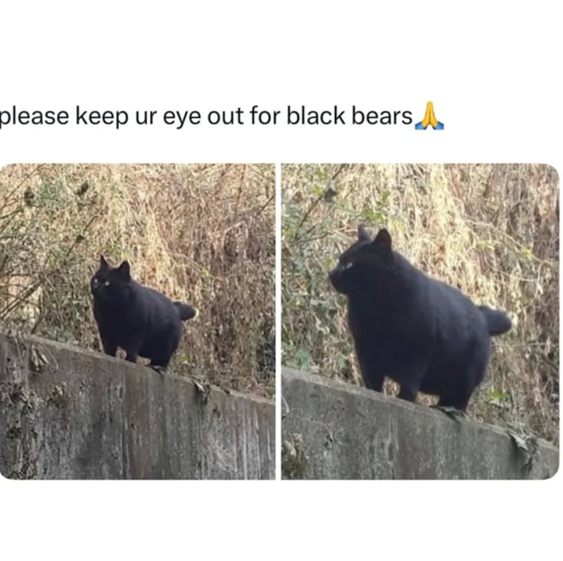 please keep ur eye out for black bears,