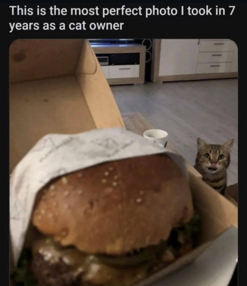 This is the most perfect photo I took in 7 years as a cat owner