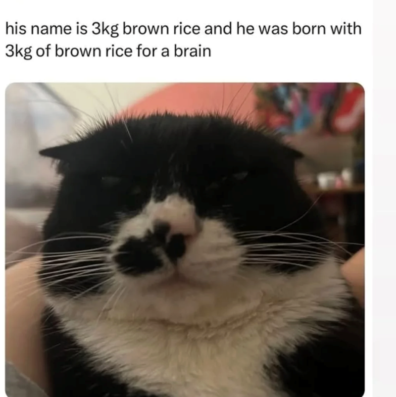 his name is 3kg brown rice and he was born with 3kg of brown rice for a brain