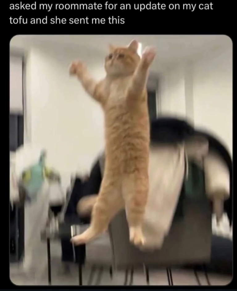 asked my roommate for an update on my cat tofu and she sent me this