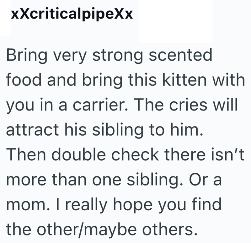 xXcriticalpipeXx Bring very strong scented food and bring this kitten with you in a carrier. The cries will attract his sibling to him. Then double check there isn't more than one sibling. Or a mom. I really hope you find. the other/maybe others.