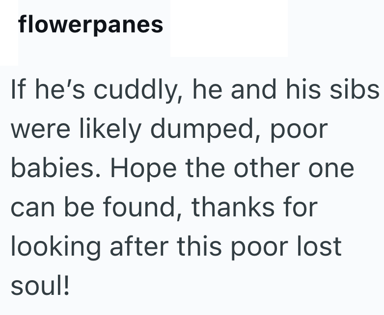 flowerpanes If he's cuddly, he and his sibs were likely dumped, poor babies. Hope the other one can be found, thanks for looking after this poor lost soul!
