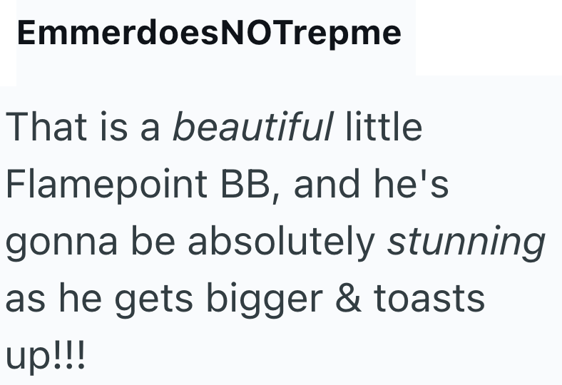 Emmerdoes NOTrepme That is a beautiful little Flamepoint BB, and he's gonna be absolutely stunning as he gets bigger & toasts up!!!