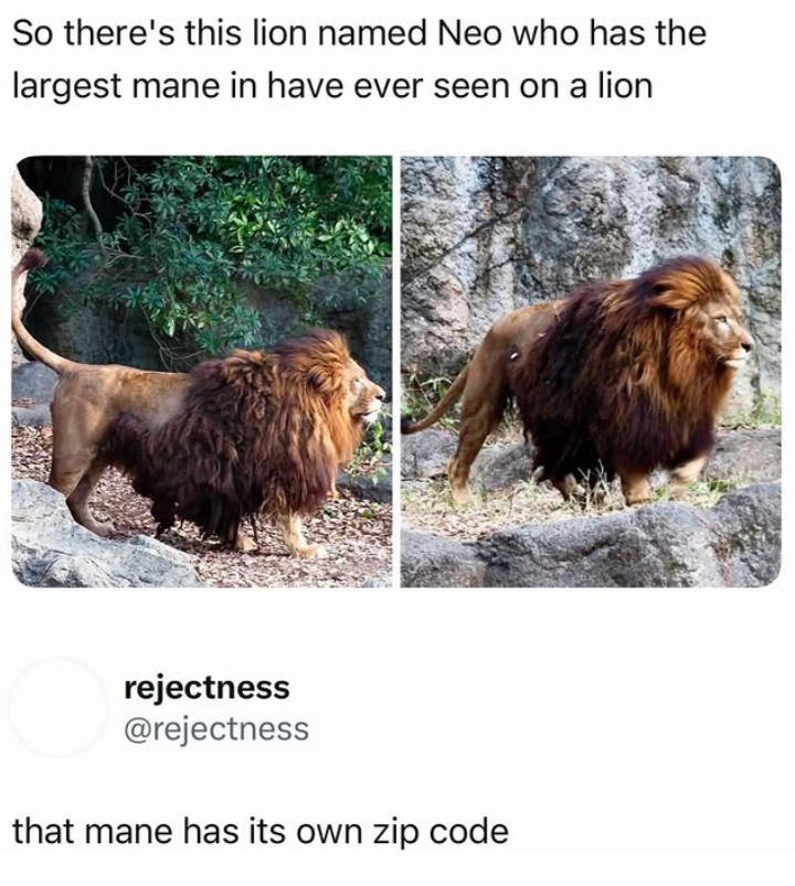 So there's this lion named Neo who has the largest mane in have ever seen on a lion rejectness @rejectness that mane has its own zip code