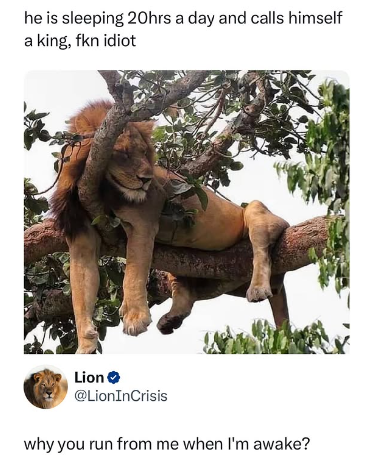 he is sleeping 20hrs a day and calls himself a king, fkn idiot Lion @LionInCrisis why you run from me when I'm awake?