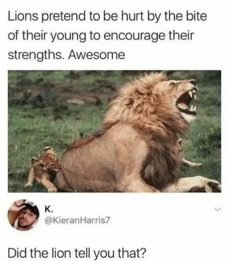 Lions pretend to be hurt by the bite of their young to encourage their strengths. Awesome K. @Kieran Harris7 Did the lion tell you that?