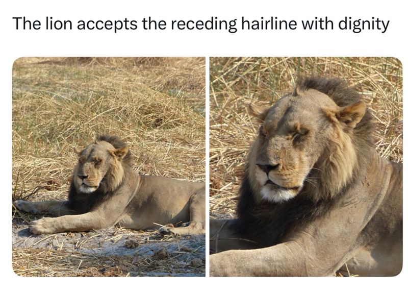 The lion accepts the receding hairline with dignity