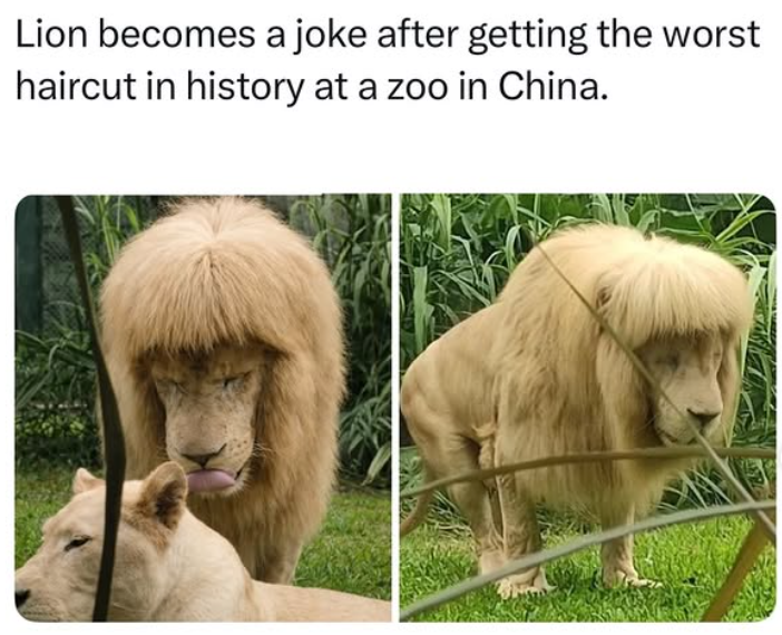 Lion becomes a joke after getting the worst haircut in history at a zoo in China.