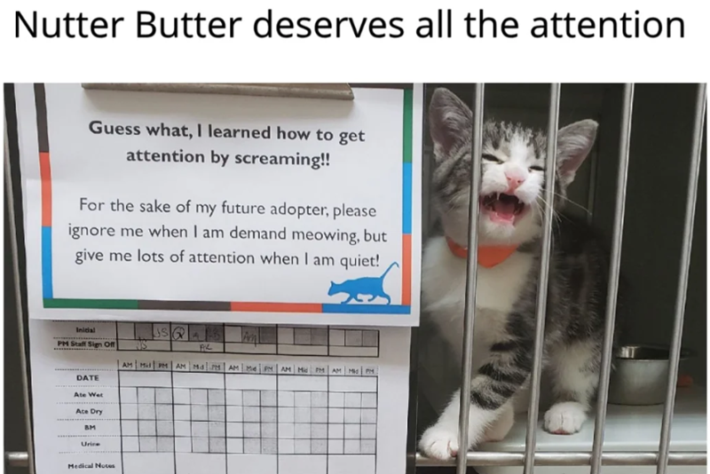 Nutter Butter deserves all the attention Guess what, I learned how to get attention by screaming!! For the sake of my future adopter, please ignore me when I am demand meowing, but give me lots of attention when I am quiet! Initial PM Staff Sign Off DATE Ate Wet Ate Dry BM Urine AK AM Mid PM AM Md PM AMM PM AM Mid PM AM MPM Medical Notes