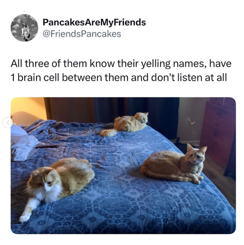 PancakesAreMyFriends @FriendsPancakes All three of them know their yelling names, have 1 brain cell between them and don't listen at all