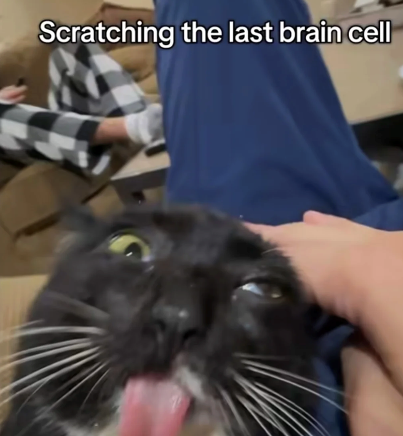 Scratching the last brain cell
