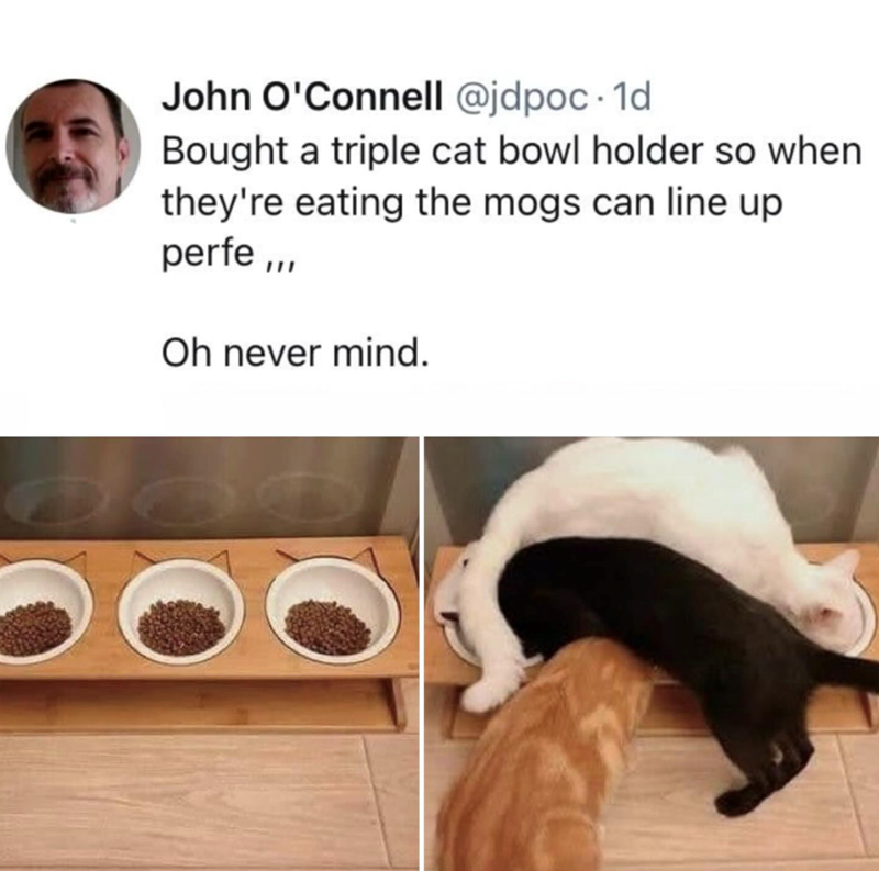 John O'Connell @jdpoc. 1d Bought a triple cat bowl holder so when they're eating the mogs can line up perfe,,, Oh never mind.
