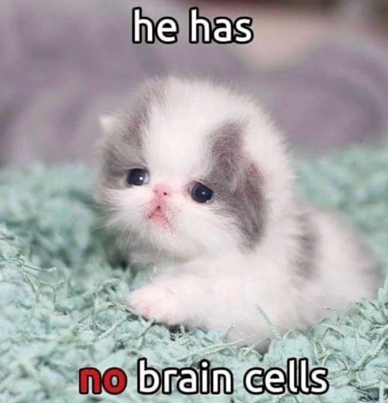 he has no brain cells