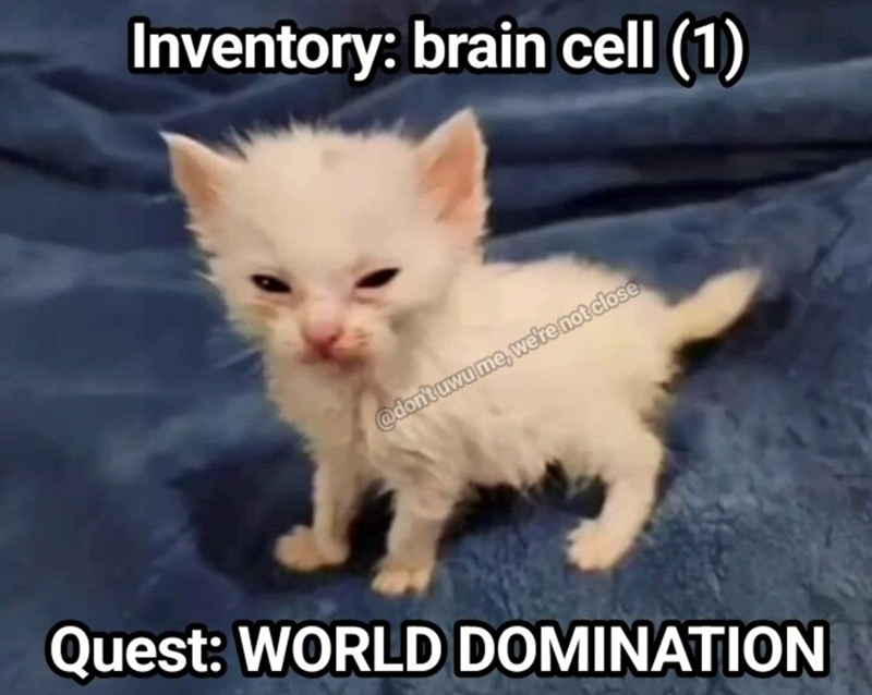 Inventory: brain cell (1) @don't uwu me, we're not close Quest: WORLD DOMINATION