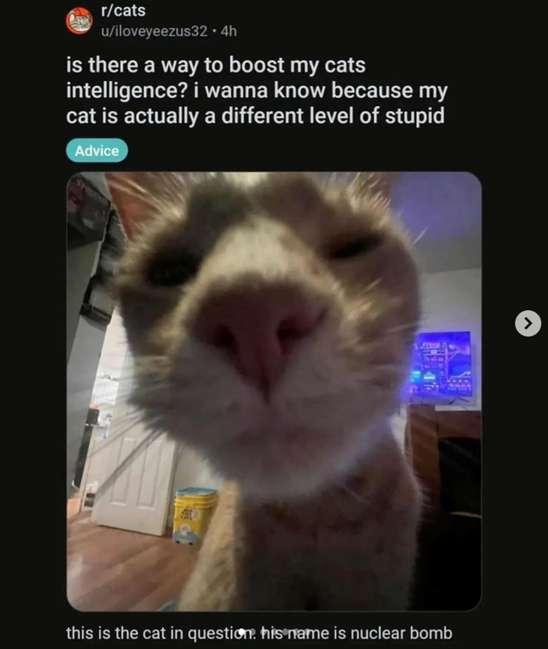 r/cats u/iloveyeezus32.4h is there a way to boost my cats intelligence? i wanna know because my cat is actually a different level of stupid Advice this is the cat in question. his name is nuclear bomb ر