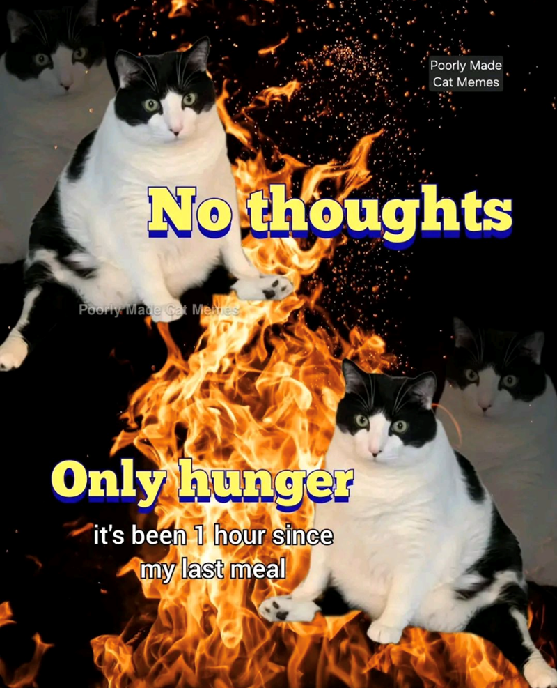 Poorly Made Cat Memes No thoughts Poorly Made Cat Memes Only hunger it's been 1 hour since my last meal
