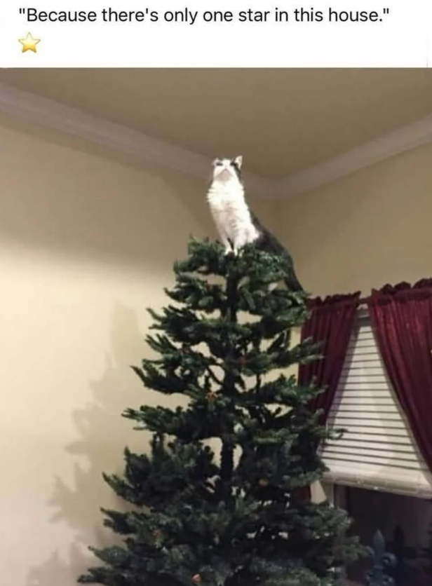 "Because there's only one star in this house."