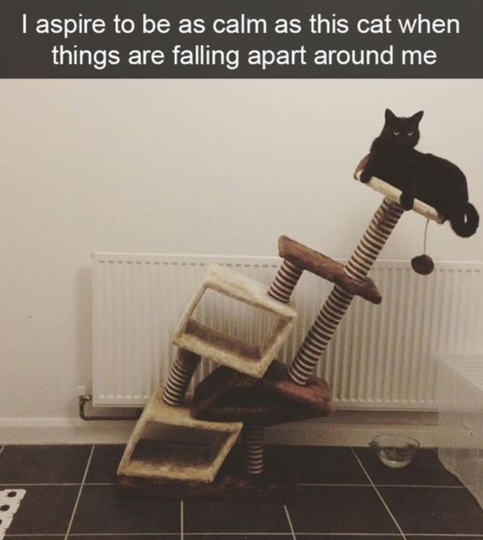 I aspire to be as calm as this cat when things are falling apart around me