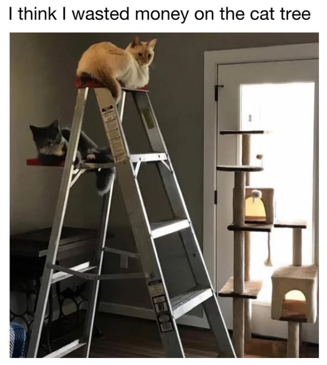 I think I wasted money on the cat tree 0