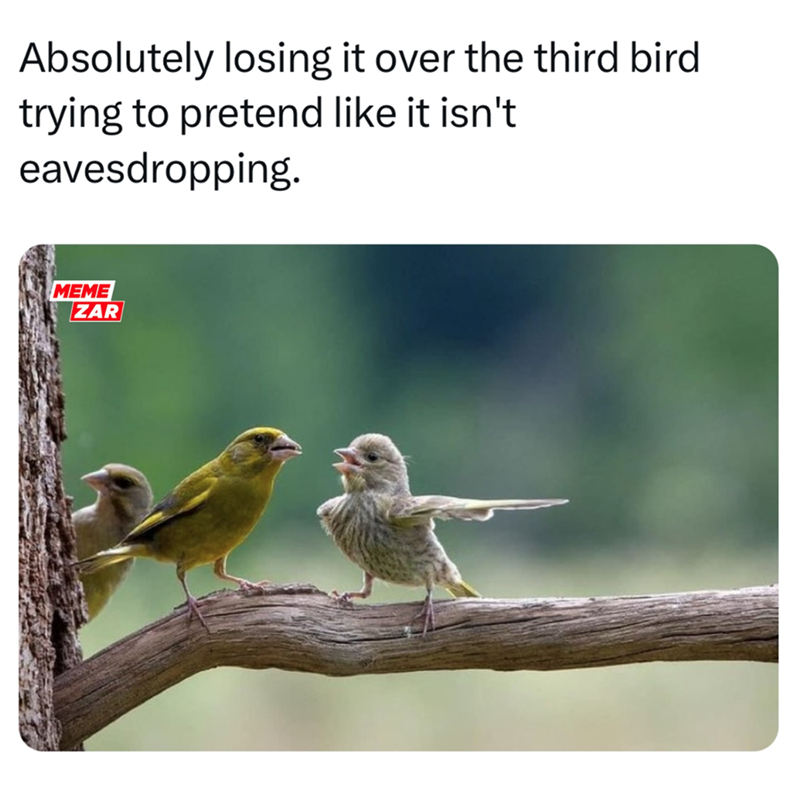 Absolutely losing it over the third bird trying to pretend like it isn't eavesdropping. MEME ZAR